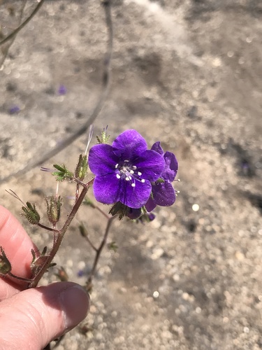 Phacelia parryi (Parry's phacelia) (alternate view 5)