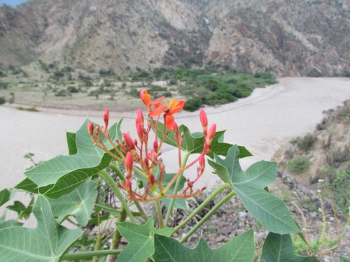 Jatropha (Physic Nuts) (alternate view 7)