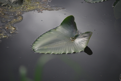 Nuphar polysepala (western yellow pond-lily) (alternate view 3)
