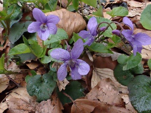 Viola reichenbachiana (Early Dog-violet)