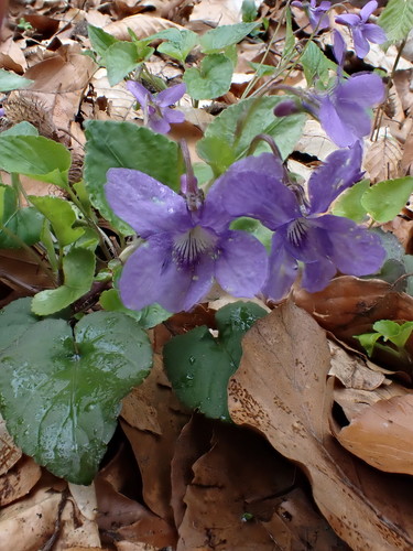 Viola reichenbachiana (Early Dog-violet)