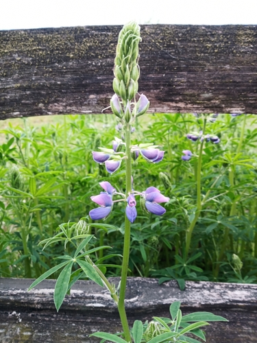 Lupinus rivularis (Riverbank Lupine)