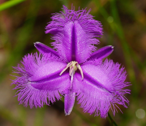 Thysanotus tuberosus (Common Fringe-lily) (alternate view 10)