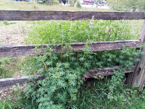 Lupinus rivularis (Riverbank Lupine) (alternate view 2)