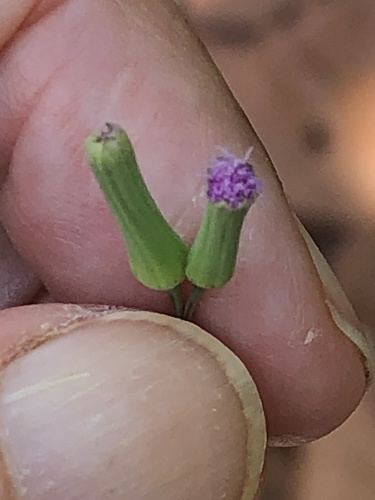 Emilia sonchifolia (lilac tasselflower) (alternate view 2)