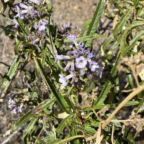 Eriodictyon californicum (California yerba santa) (alternate view 2)