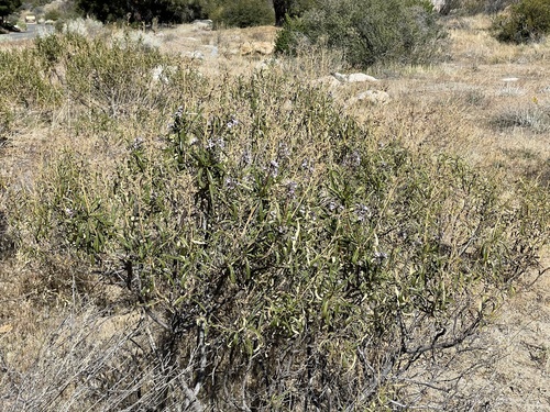Eriodictyon californicum (California yerba santa) (alternate view 3)