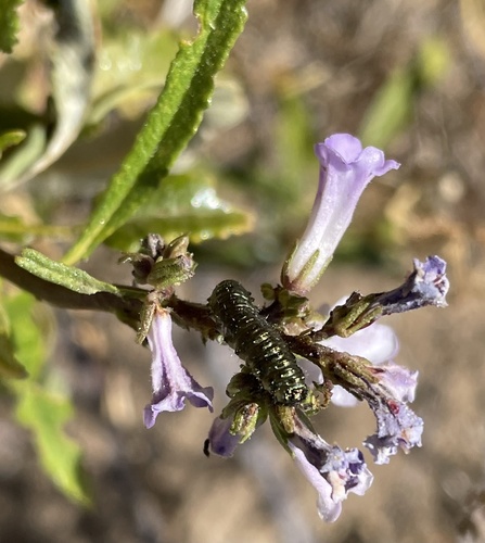 Eriodictyon californicum (California yerba santa) (alternate view 4)
