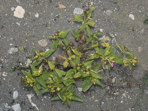 Mirabilis jalapa (Marvel of Peru)