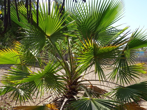 Washingtonia robusta (Mexican Fan Palm)