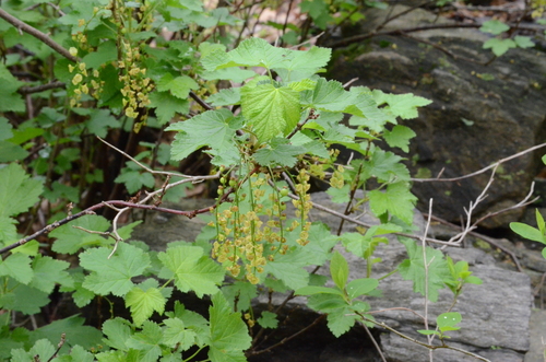 Ribes rubrum (Red Currant)