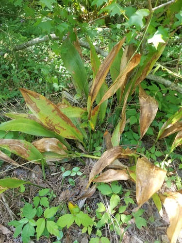 Aspidistra elatior (Cast Iron Plant)