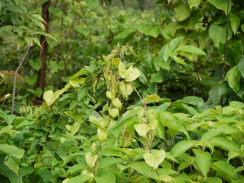 Dioscorea bulbifera (air potato) (alternate view 2)