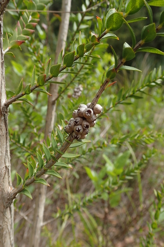 Melaleuca squarrosa (scented paperbark) (alternate view 5)