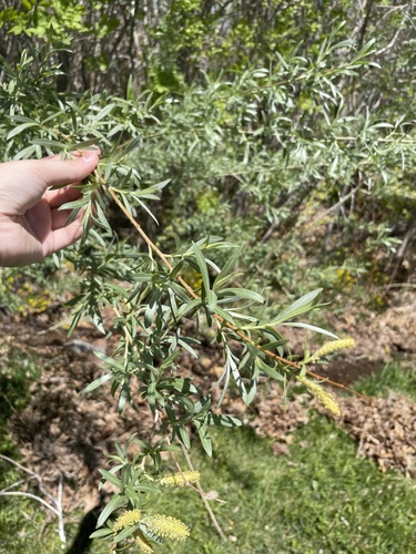 Salix exigua (Narrowleaf Willow) (alternate view 2)