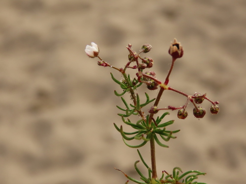 Spergula arvensis (Corn spurrey)