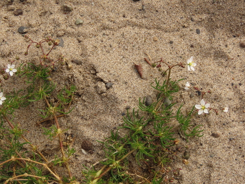 Spergula arvensis (Corn spurrey)