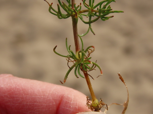 Spergula arvensis (Corn spurrey)