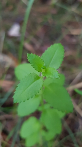 Gonocarpus teucrioides (Raspwort)