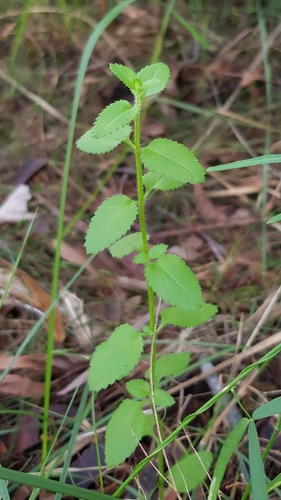 Gonocarpus teucrioides (Raspwort) (alternate view 2)