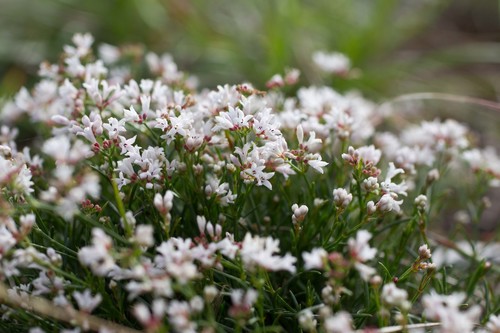 Cynanchica pyrenaica (Squinancywort)