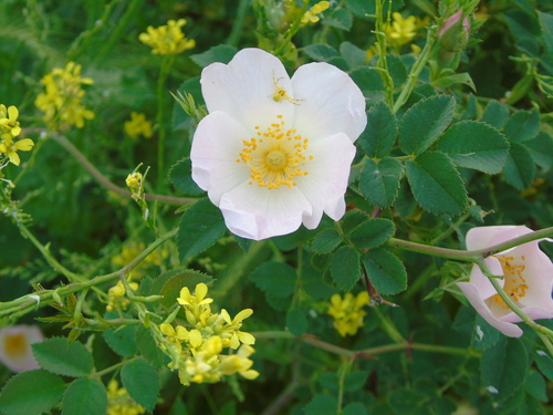 Rosa canina (dog rose) (alternate view 4)