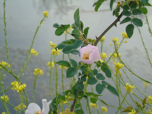 Rosa canina (dog rose) (alternate view 5)