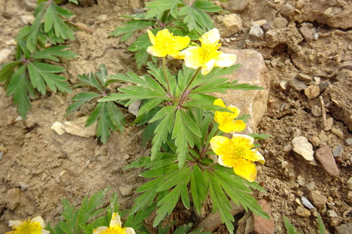 Anemonoides ranunculoides (Yellow Anemone)