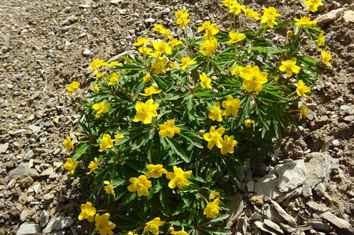 Anemonoides ranunculoides (Yellow Anemone)
