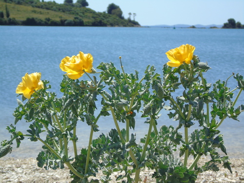 Glaucium flavum (Yellow Horned Poppy)