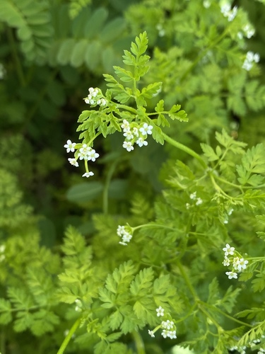Chaerophyllum tainturieri (Tainturier's chervil)