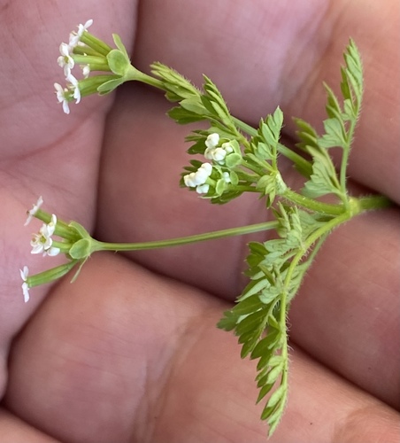 Chaerophyllum tainturieri (Tainturier's chervil) (alternate view 2)