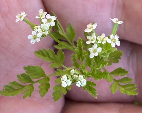 Chaerophyllum tainturieri (Tainturier's chervil) (alternate view 3)