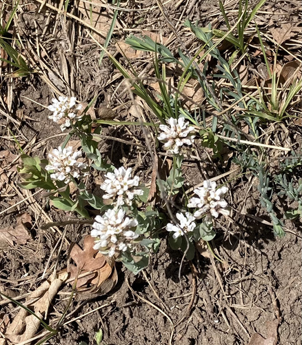 Noccaea fendleri (Fendler's pennycress) (alternate view 5)