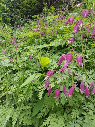 Dicentra formosa (Pacific bleeding heart)