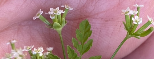 Chaerophyllum tainturieri (Tainturier's chervil) (alternate view 4)
