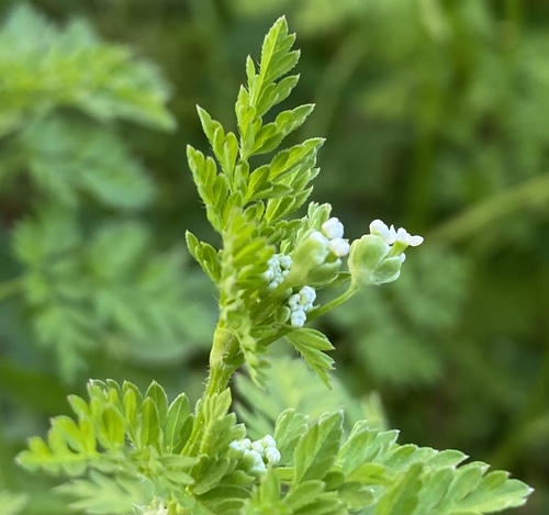 Chaerophyllum tainturieri (Tainturier's chervil) (alternate view 5)