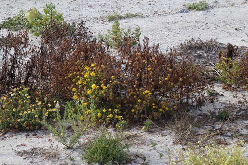 Glebionis coronaria (Garland Daisy)