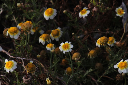 Glebionis coronaria (Garland Daisy)
