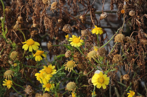 Glebionis coronaria (Garland Daisy)
