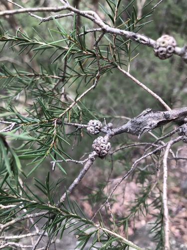 Melaleuca nodosa (prickly-leaved paperbark)