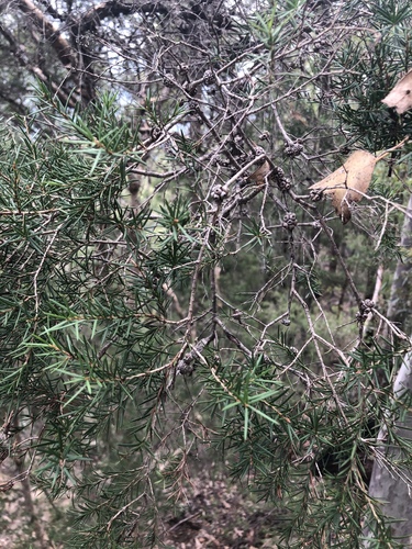 Melaleuca nodosa (prickly-leaved paperbark) (alternate view 2)