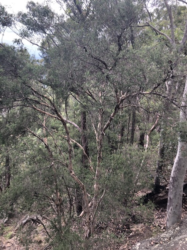 Melaleuca nodosa (prickly-leaved paperbark) (alternate view 3)