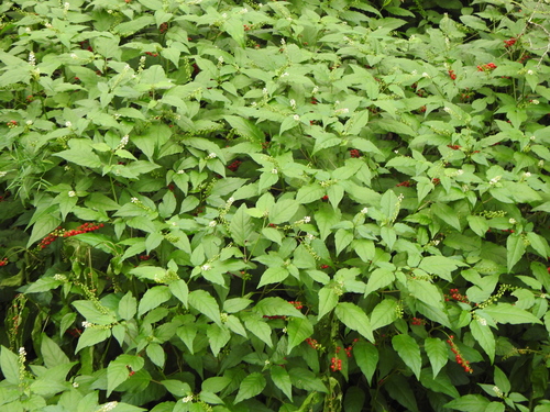 Rivina humilis (pigeonberry)