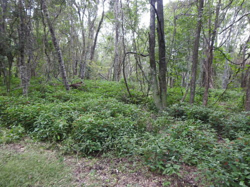 Rivina humilis (pigeonberry)