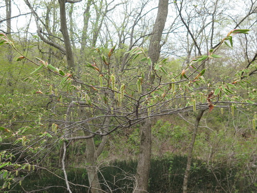 Carpinus cordata (Heartleaf Hornbeam)