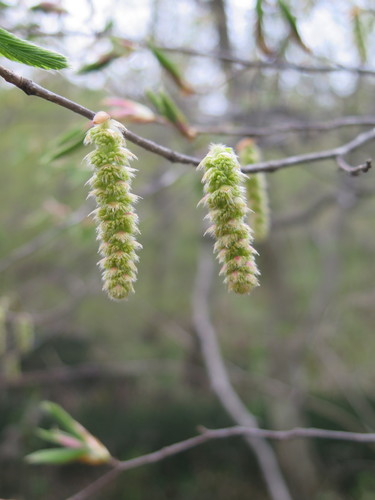 Carpinus cordata (Heartleaf Hornbeam)