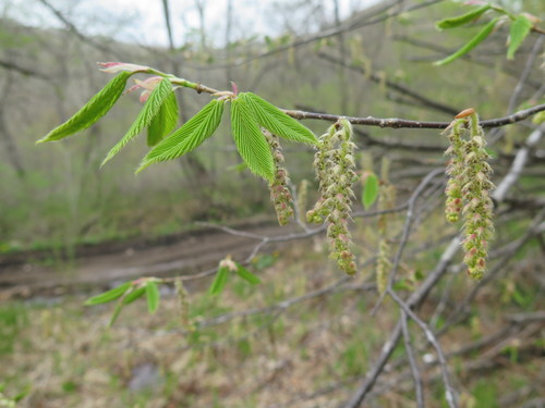 Carpinus cordata (Heartleaf Hornbeam)