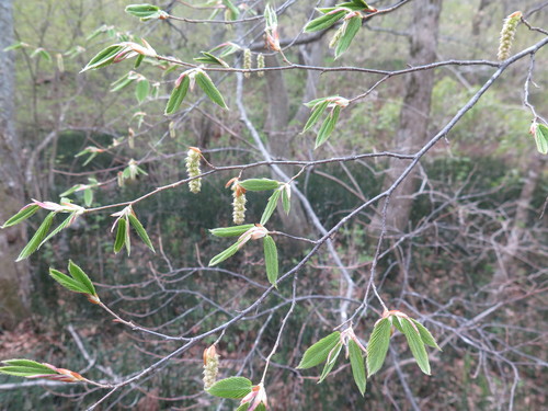 Carpinus cordata (Heartleaf Hornbeam)