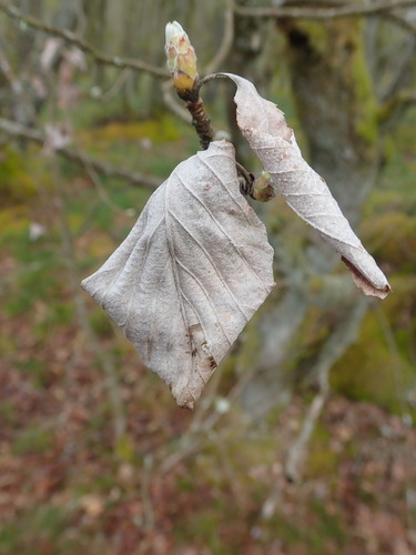 Aria edulis (Whitebeam)